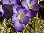 Krokusse